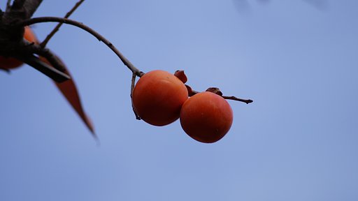 柿