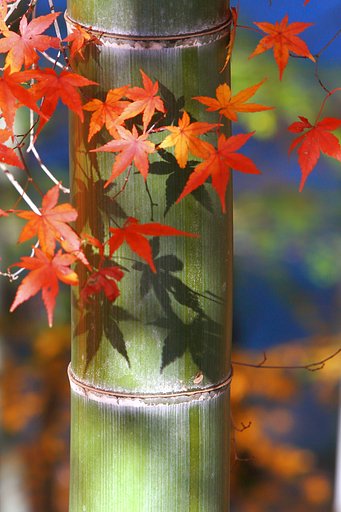 竹林　秋彩