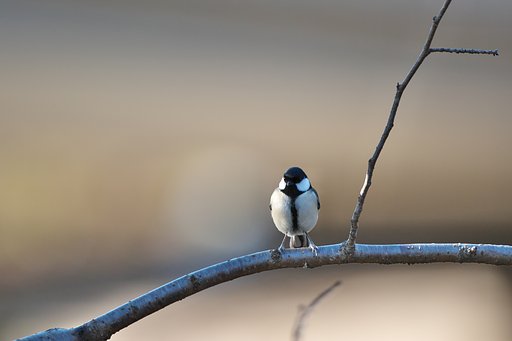 考えるシジュウカラ