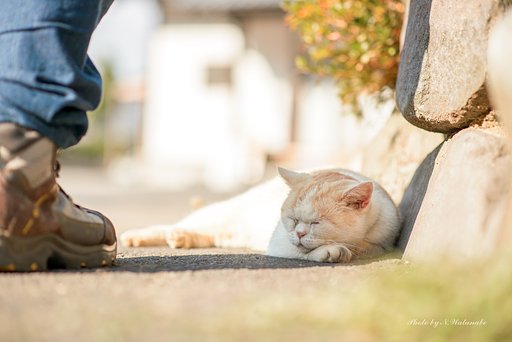 お昼寝の時間