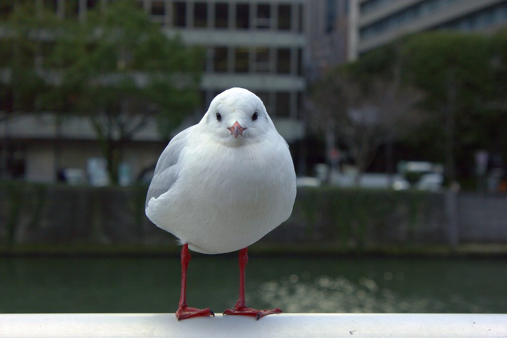 ユリだるま