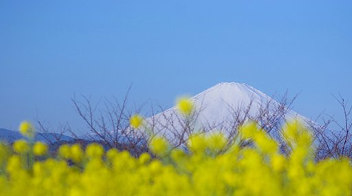 菜の花富士（その２）