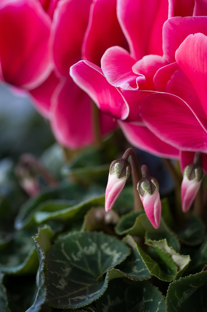 SIGMA MACRO 70mm F2.8 