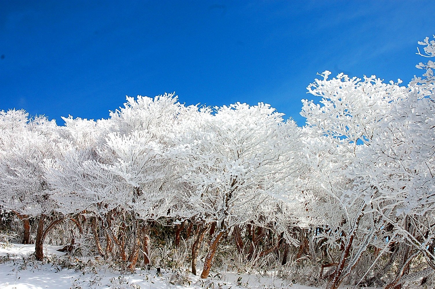 樹氷2