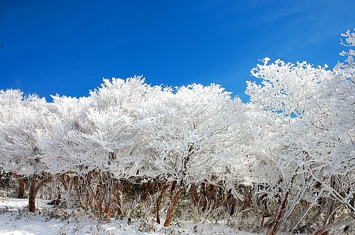 樹氷2
