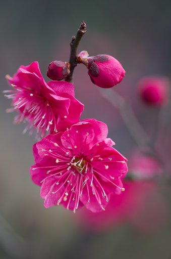 紅梅