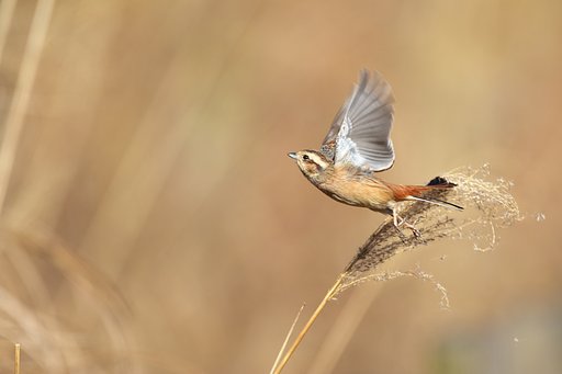 飛びます