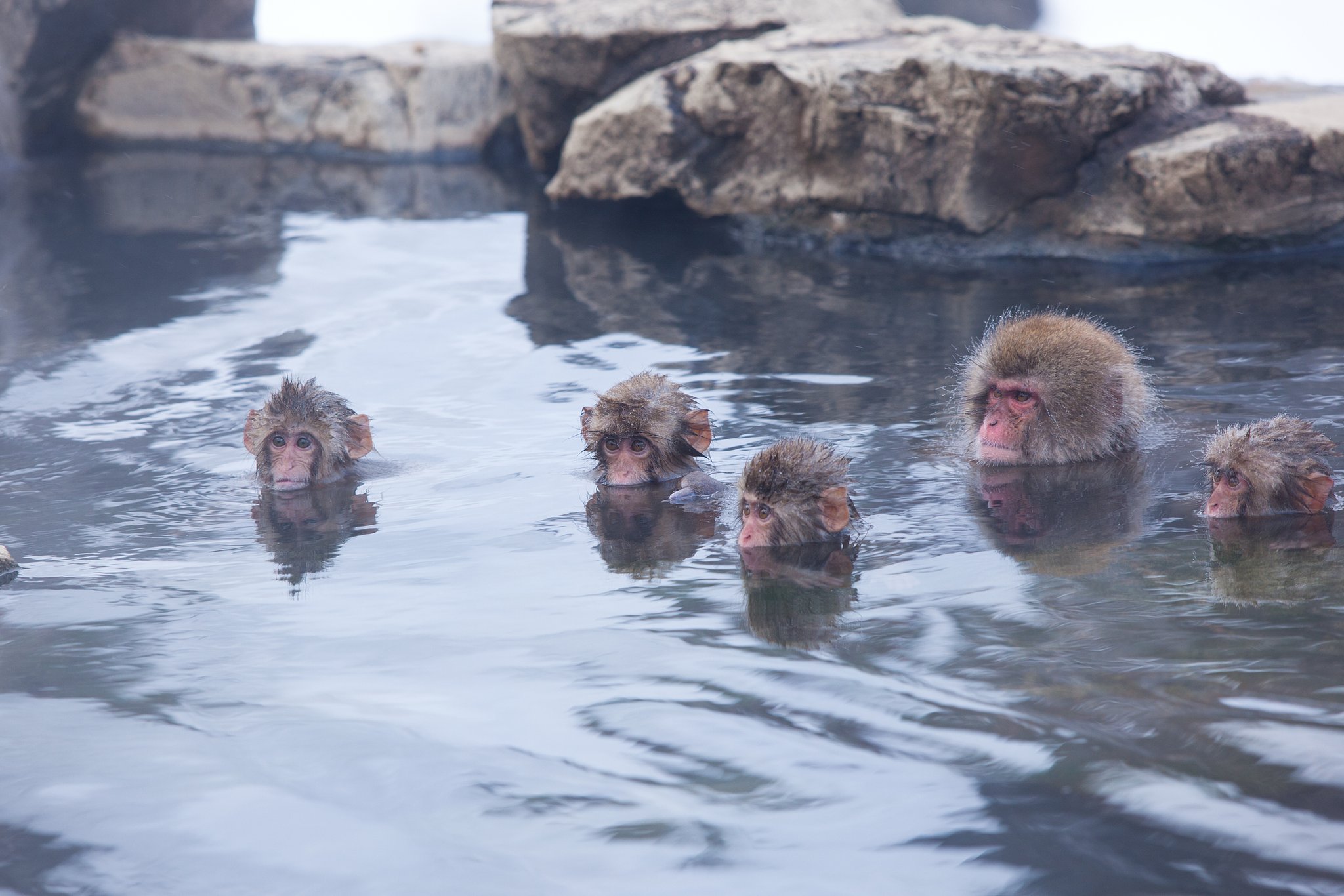 Snow Monkey