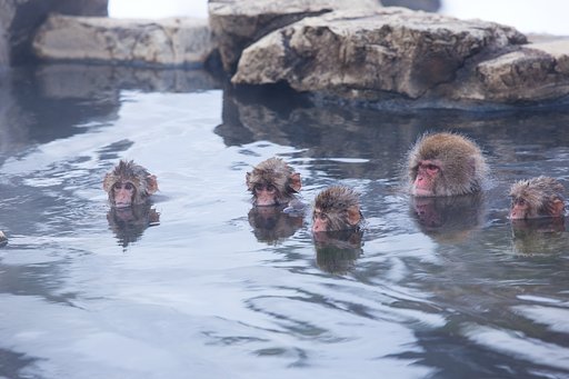 Snow Monkey