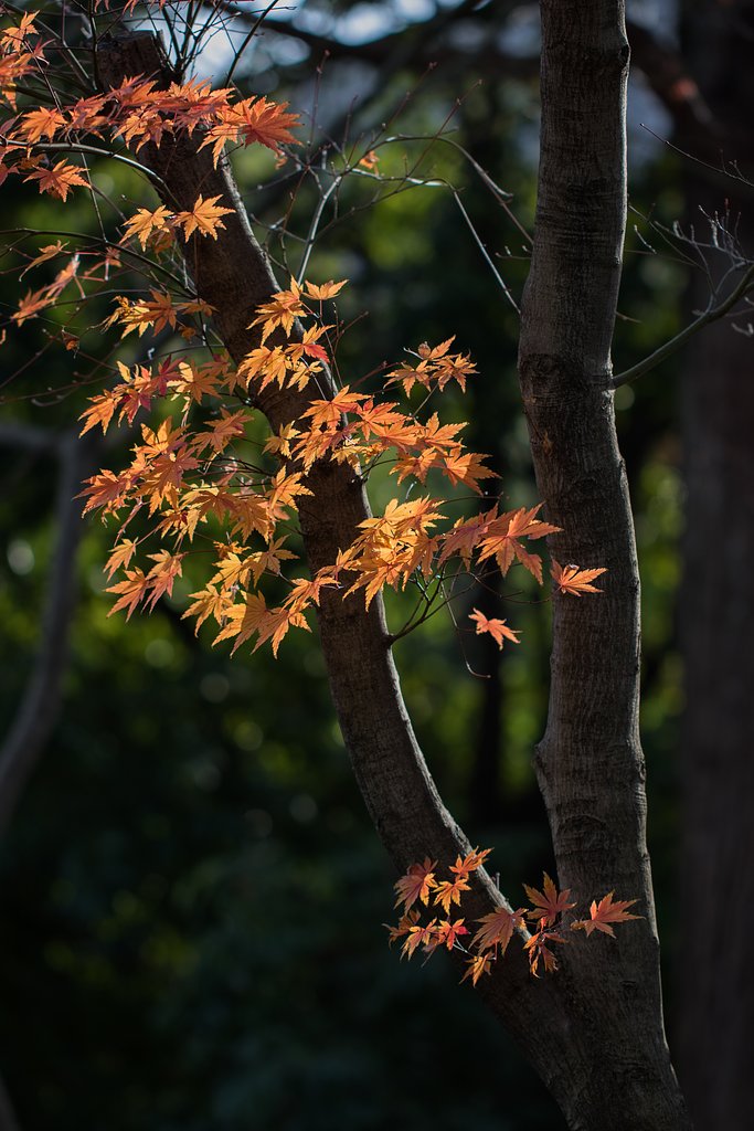 EF100mm F2.8 L MACRO IS USM