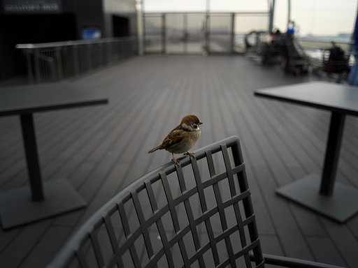 展望デッキのスズメさん