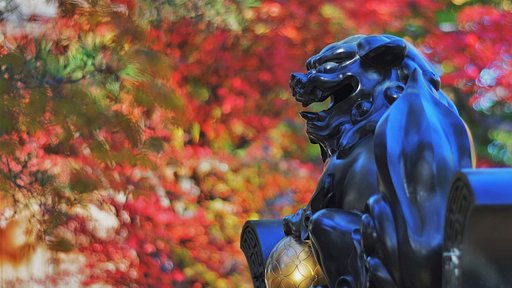 豪徳寺紅葉情報