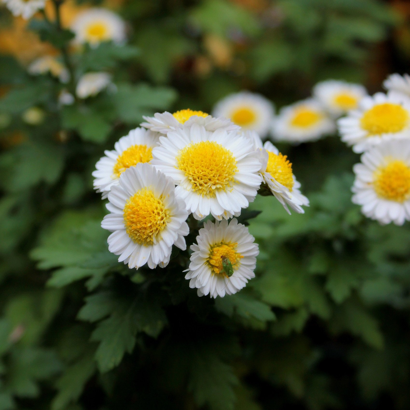 緑のカメムシと白小菊