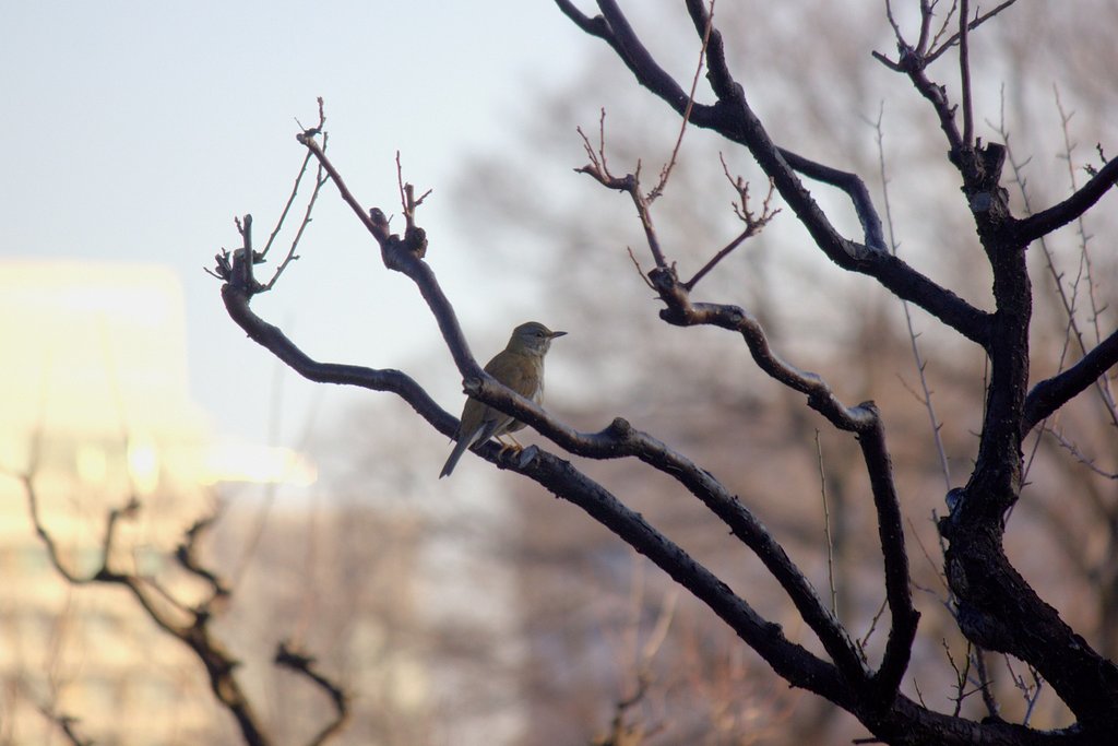 梅林の野鳥