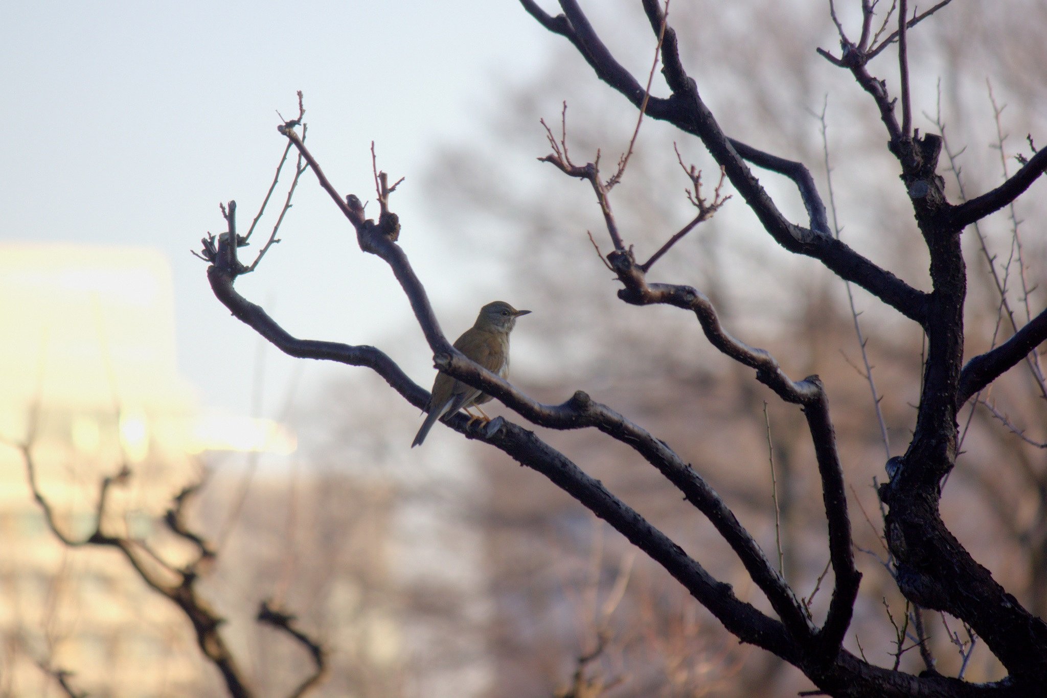 梅林の野鳥