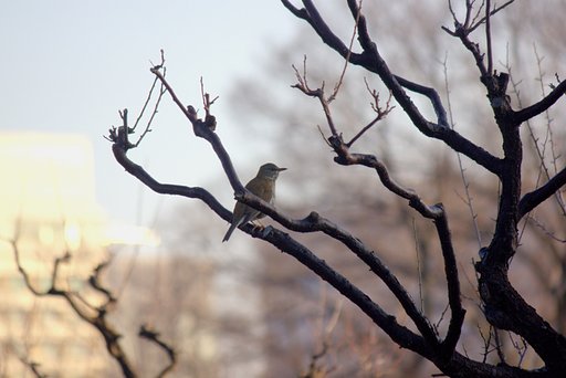 梅林の野鳥
