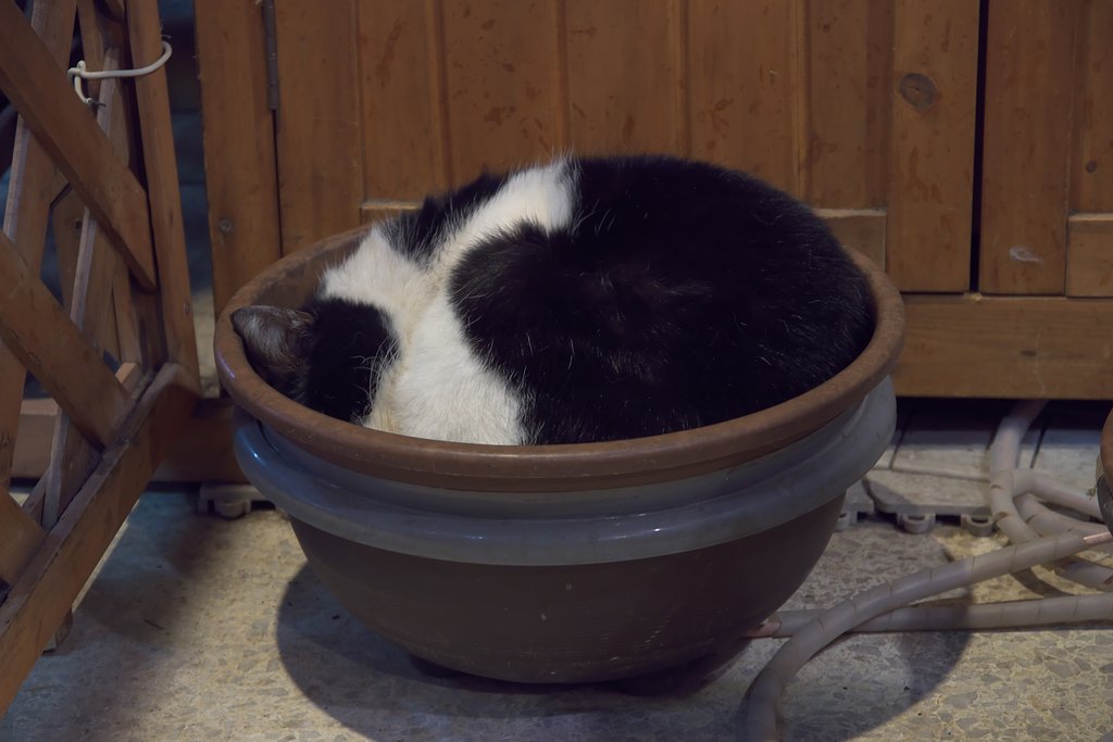 猫鍋？鍋猫？