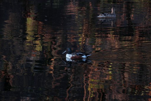 お堀に映る...早朝の水鳥