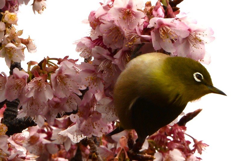 早や咲きの桜