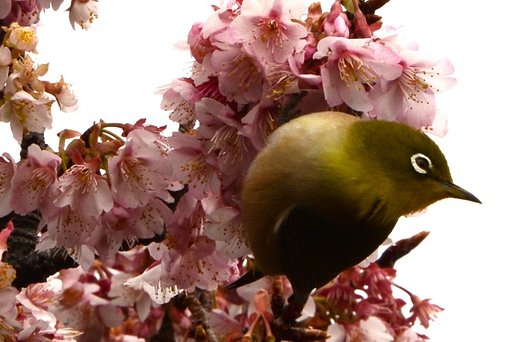 早や咲きの桜