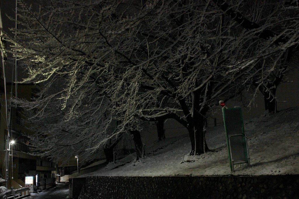 元旦の夜桜雪堤防