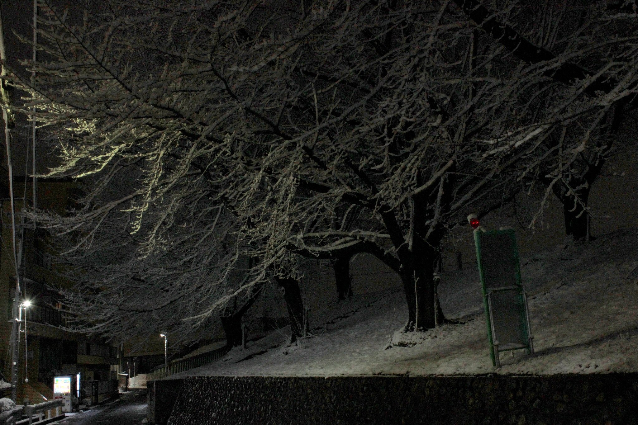 元旦の夜桜雪堤防