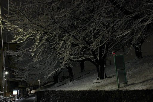 元旦の夜桜雪堤防