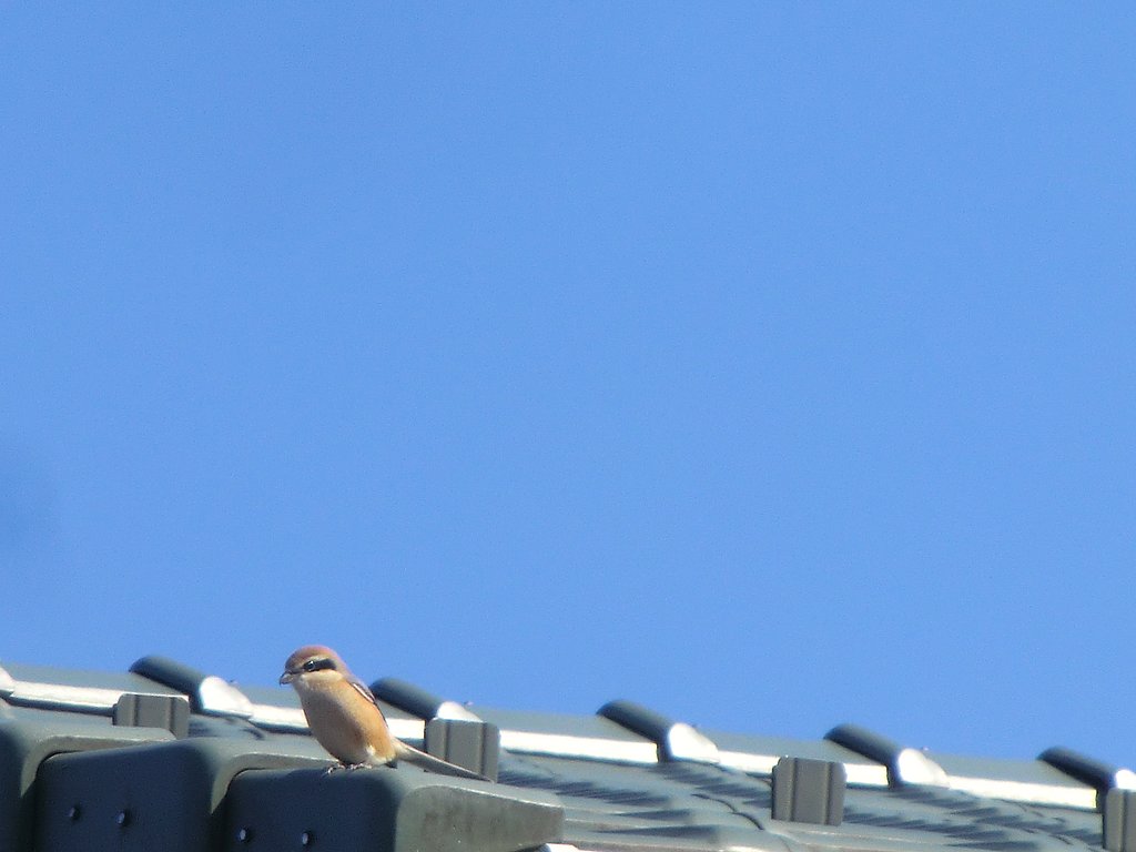 この鳥を名前を教えてください。