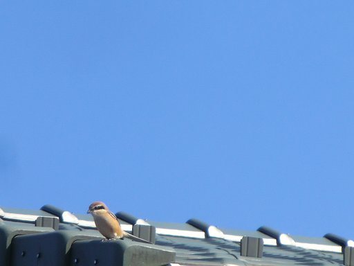 この鳥を名前を教えてください。