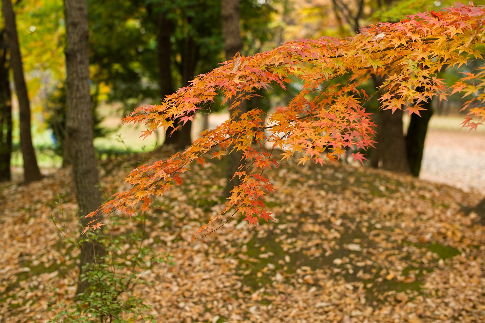 SUMMILUX-M 50mm F1.4 ASPH