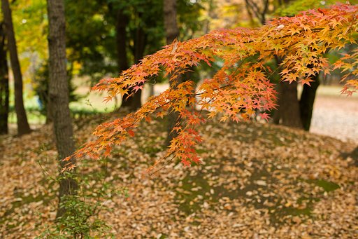 SUMMILUX-M 50mm F1.4 ASPH