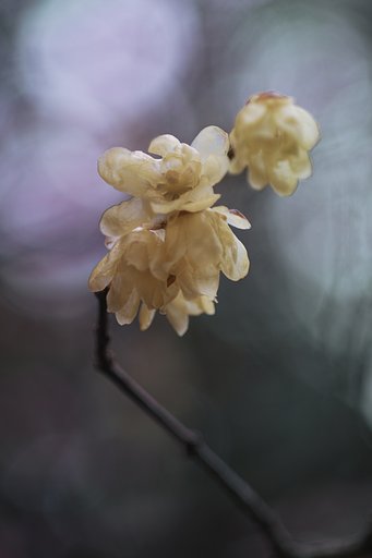 タムロンSP90mmマクロF2.5(52BB)