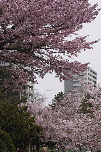 札幌は今が見ごろ
