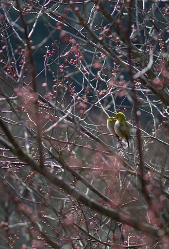 梅の小枝