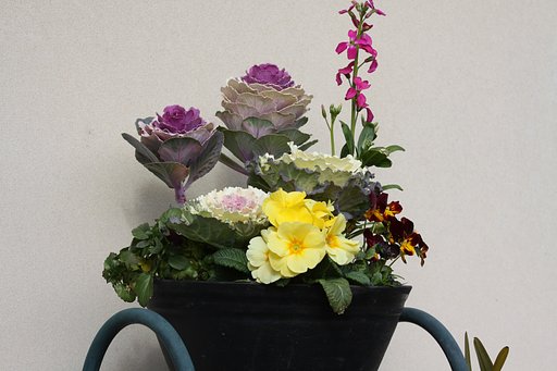 寄せ植え