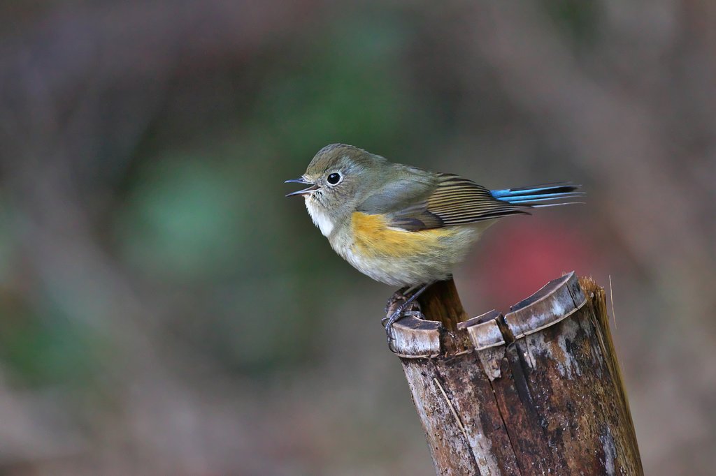 ルリビタキ♀