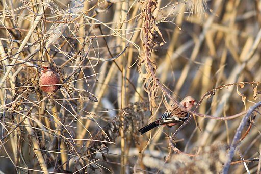 枝被りダブル