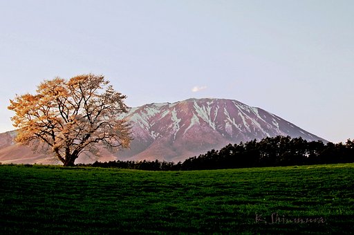 小岩井農場の一本桜です。
