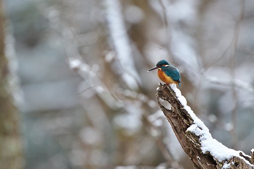 雪が降ろうが・・・