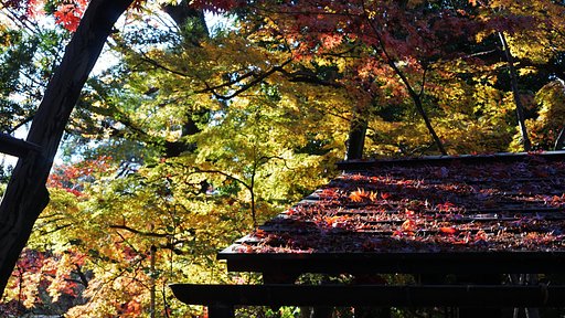 豪徳寺の紅葉　Ⅱ