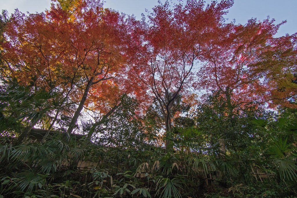 LUMIX G VARIO 7-14mm F4 ASPH