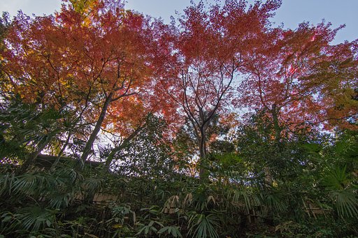 LUMIX G VARIO 7-14mm F4 ASPH
