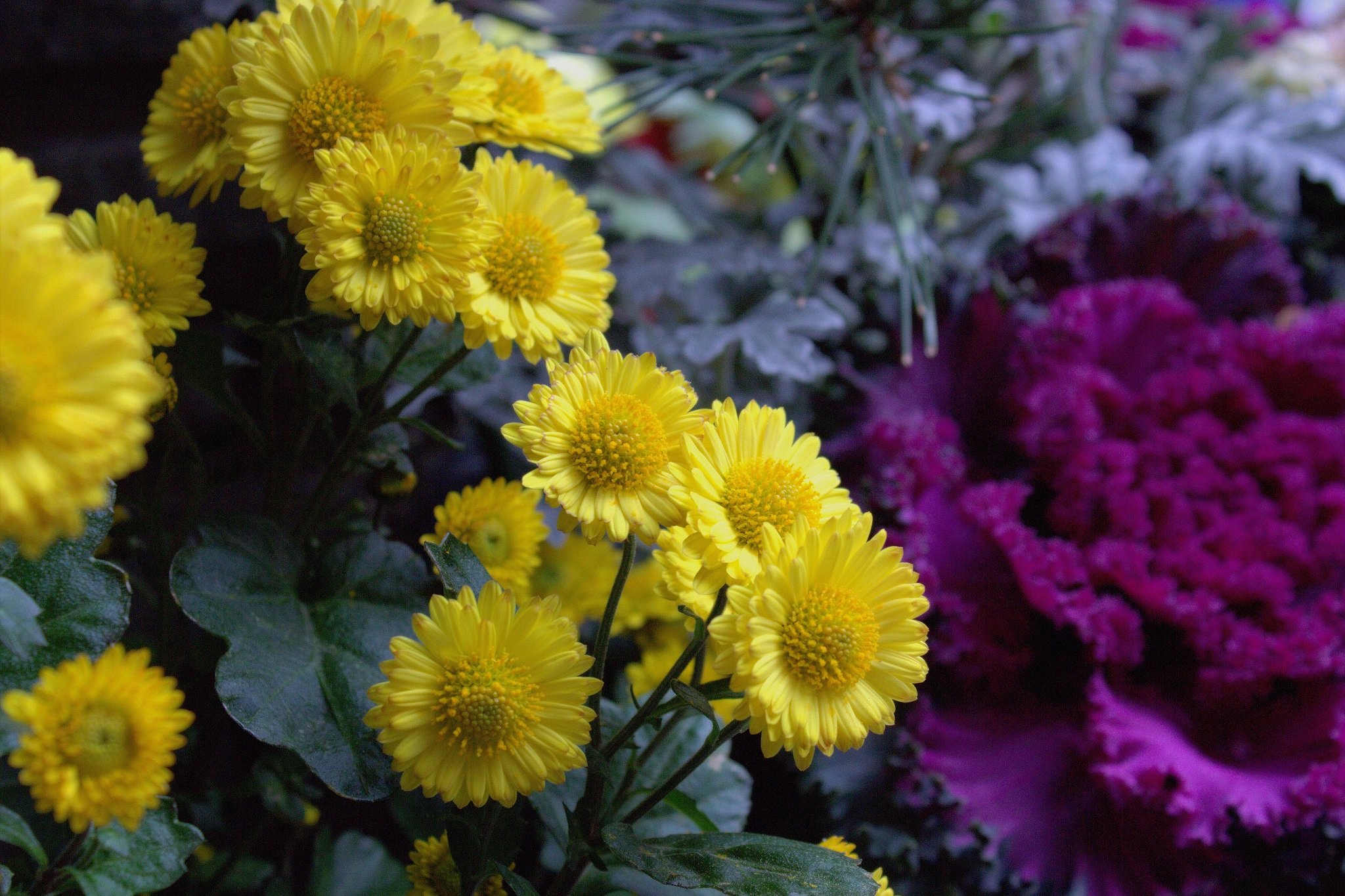 年明け小菊