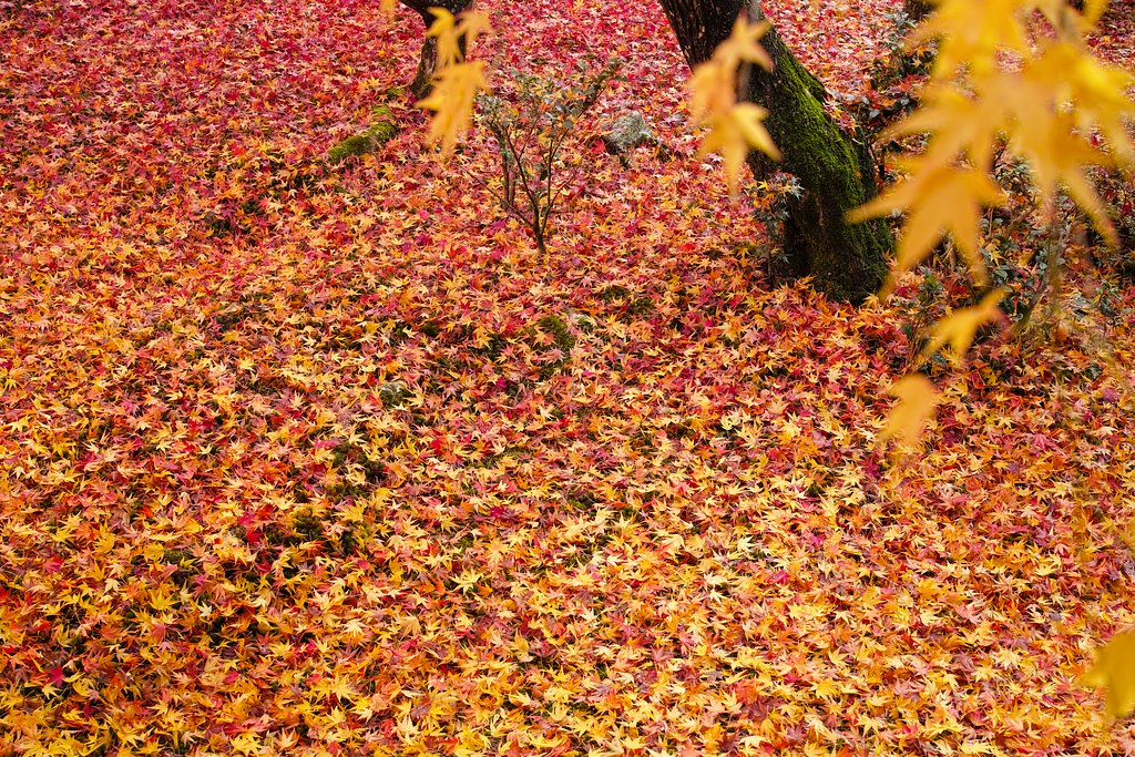 散り紅葉