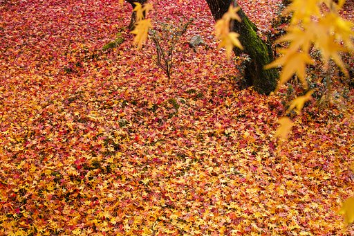 散り紅葉