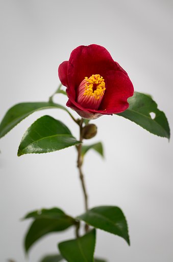 SIGMA MACRO 70mm F2.8 