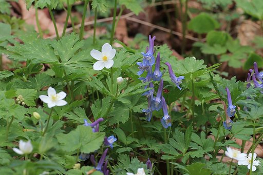岩手の森にて：エゾエンゴサクとニリンソウ