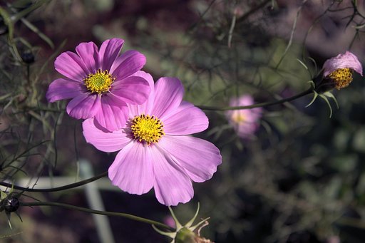 初冬の秋桜