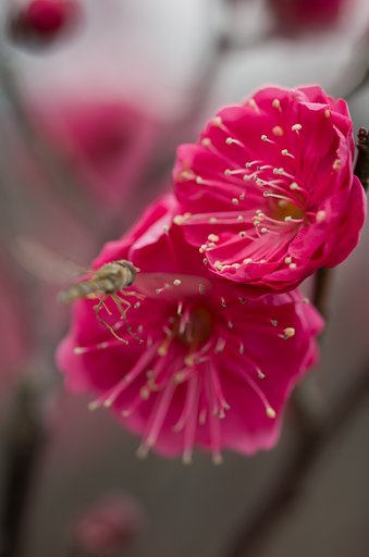 SIGMA MACRO 70mm F2.8