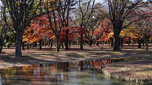 代々木公園